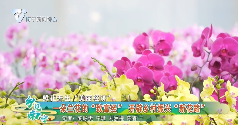 【鲜花开出“美丽经济”】一朵兰花的“致富经”  开辟乡村振兴“新花路”