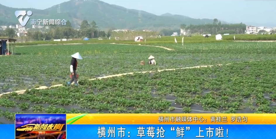 横州市：草莓抢“鲜”上市啦！