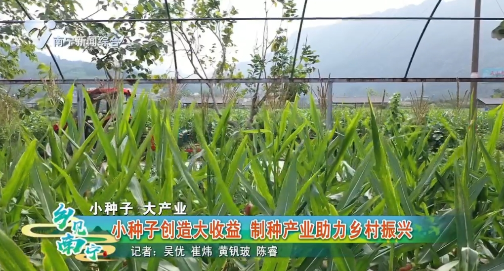 【小种子 大产业】小种子创造大收益 制种产业助力乡村振兴