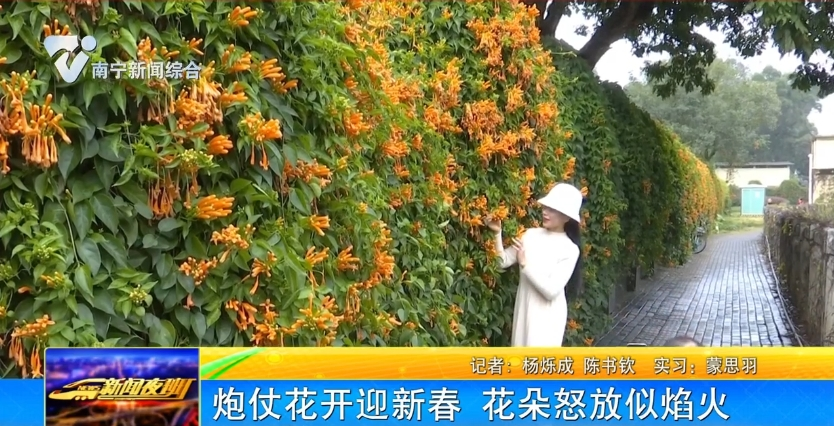 炮仗花开迎新春 花朵怒放似焰火