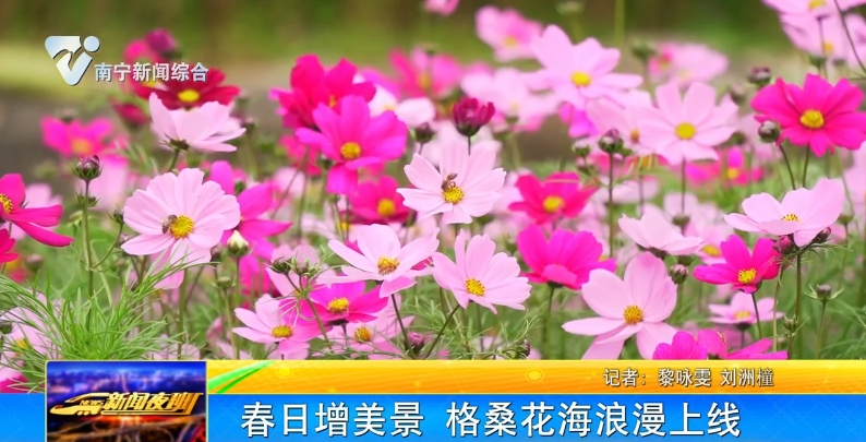 春日增美景 格桑花海浪漫上線