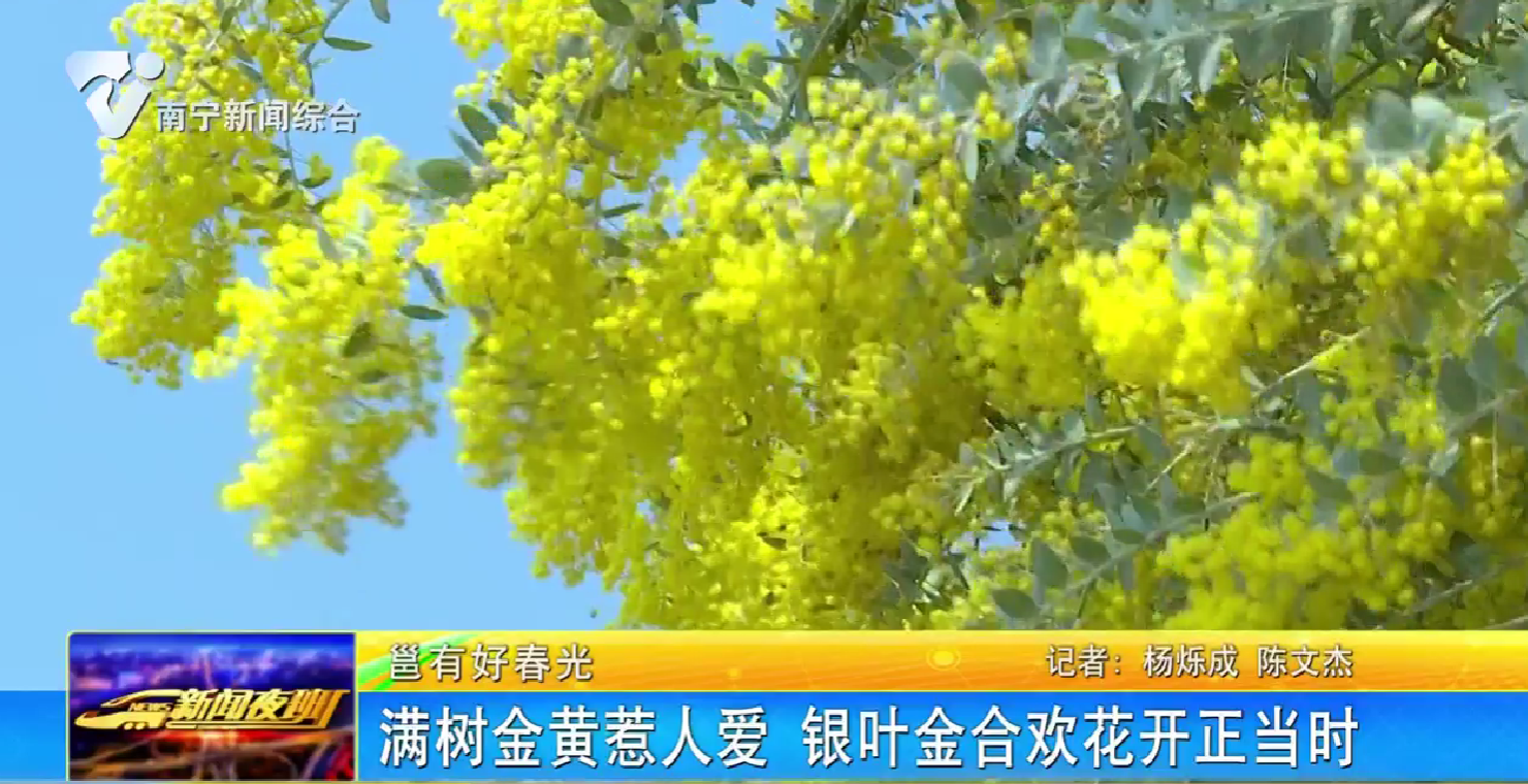 【邕有好春光】滿樹(shù)金黃惹人愛(ài) 銀葉金合歡花開(kāi)正當(dāng)時(shí)