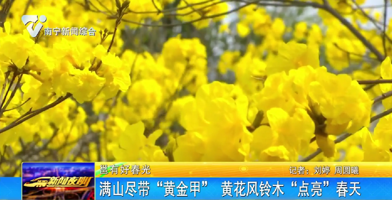 【邕有好春光】滿山盡帶“黃金甲” 黃花風(fēng)鈴木“點(diǎn)亮”春天