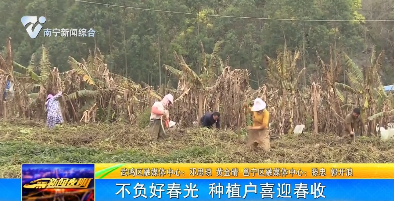 不負(fù)好春光 種植戶喜迎春收