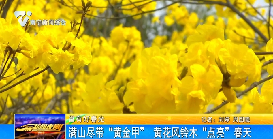 【邕有好春光】滿山盡帶“黃金甲”  黃花風(fēng)鈴木“點(diǎn)亮”春天