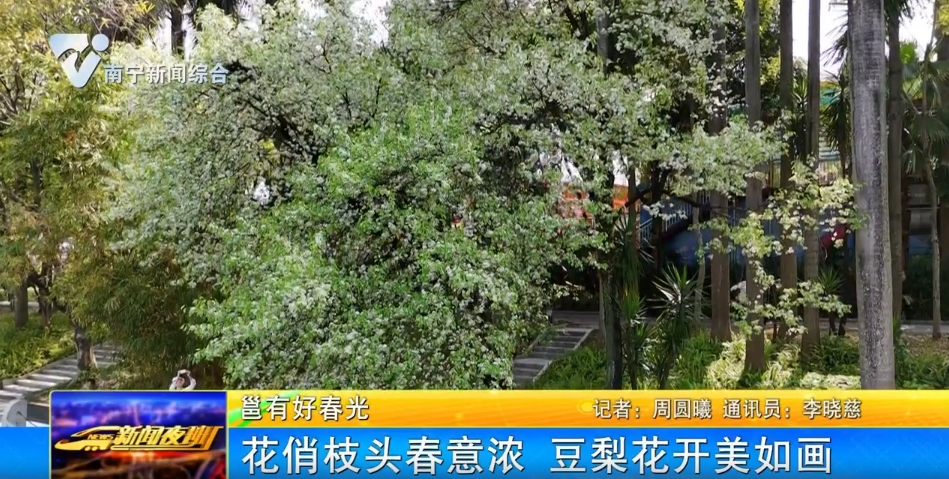 【邕有好春光】花俏枝頭春意濃  豆梨花開(kāi)美如畫(huà) 