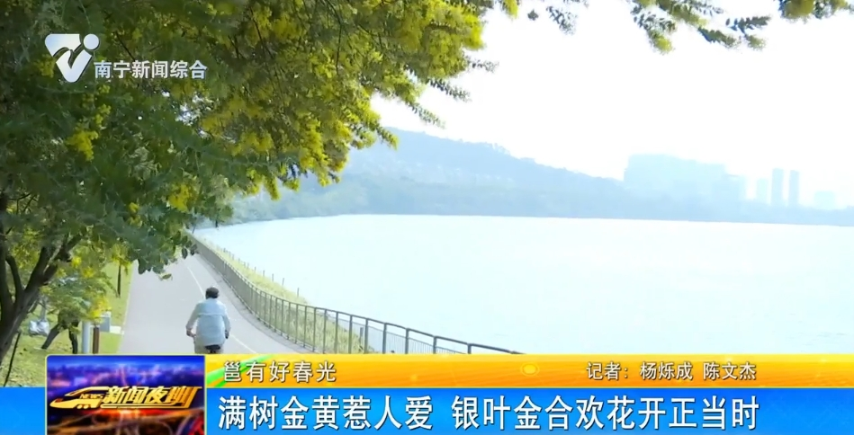 【邕有好春光】滿樹(shù)金黃惹人愛(ài)  銀葉金合歡花開(kāi)正當(dāng)時(shí)