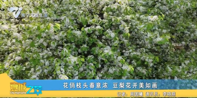 花俏枝头春意浓 豆梨花开美如画