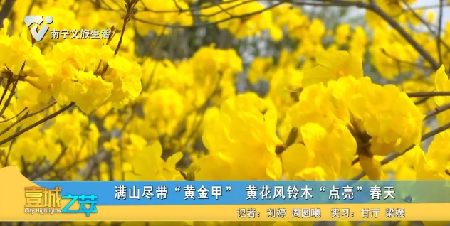 满山尽带“黄金甲” 黄花风铃木“点亮”春天