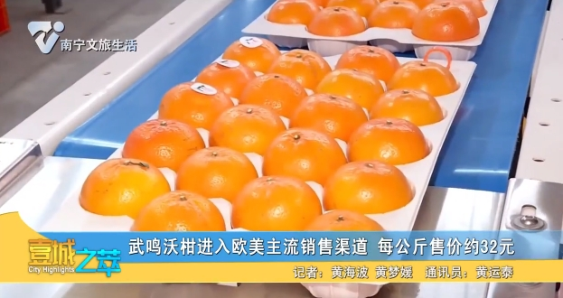 武鸣沃柑进入欧美主流销售渠道 每公斤售价约32元