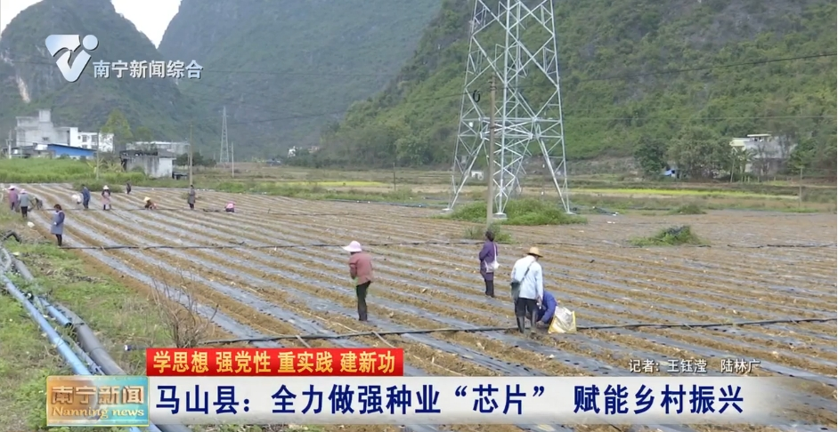 马山县：全力做强种业“芯片”赋能乡村振兴