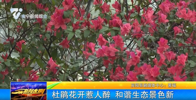 杜鵑花開惹人醉  和諧生態景色新 