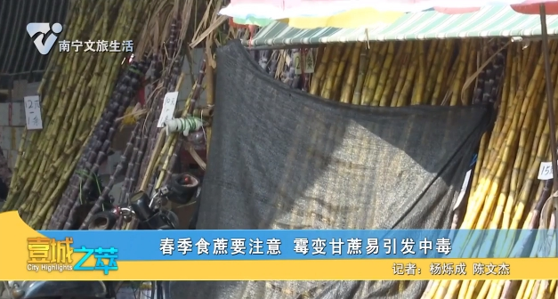 春季食蔗要注意 霉变甘蔗易引发中毒