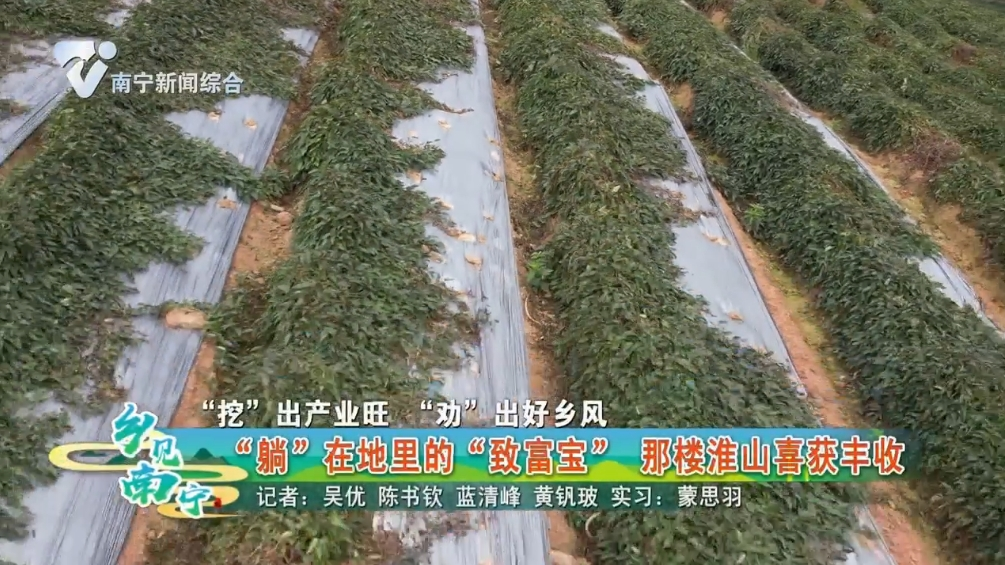 【“挖”出产业旺 “劝”出好乡风】“躺”在地里的“致富宝” 那楼淮山喜获丰收