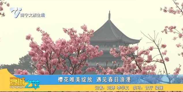 樱花唯美绽放 遇见春日浪漫