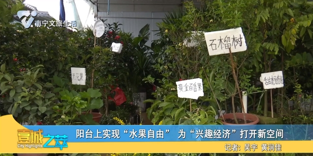 阳台上实现“水果自由”为“兴趣经济”打开新空间