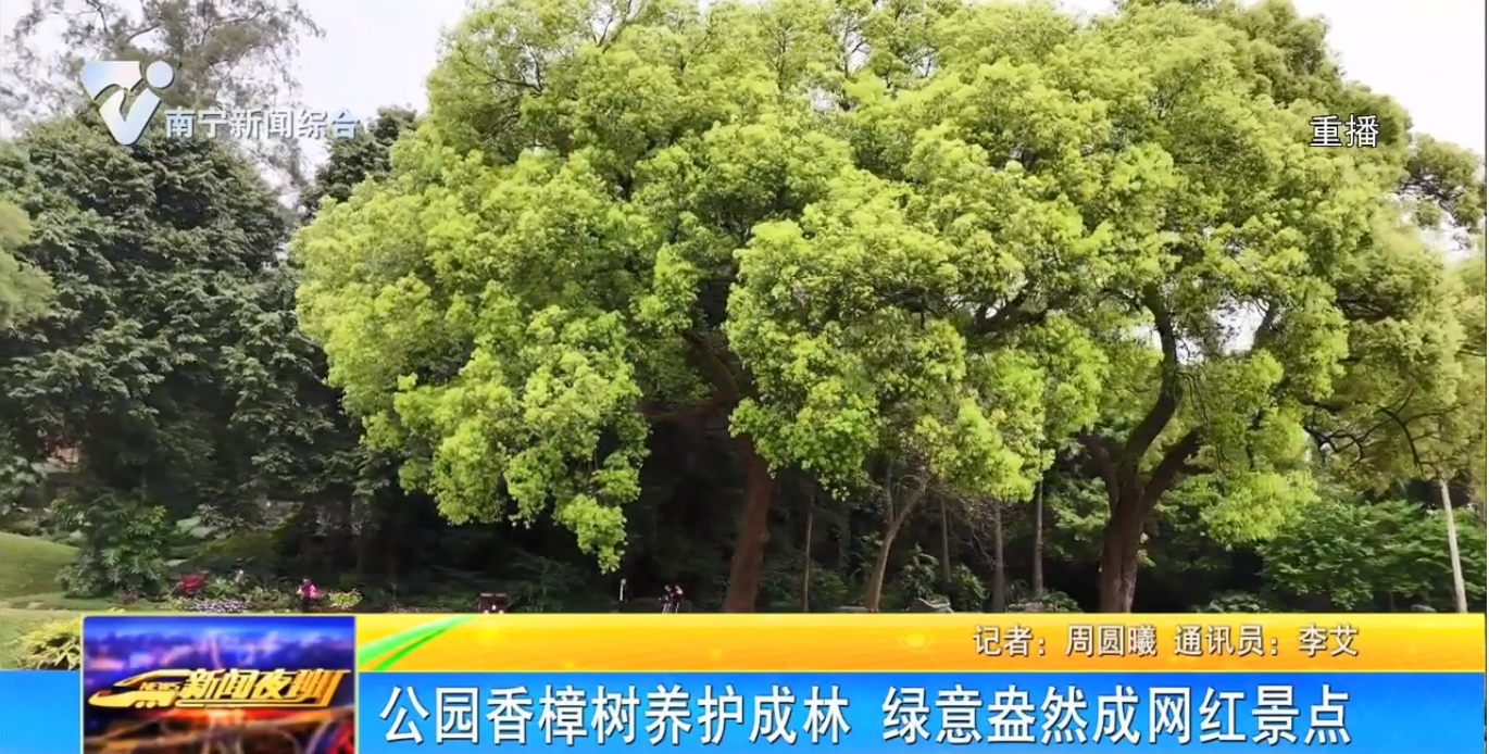 公園香樟樹養護成林 綠意盎然成網紅景點