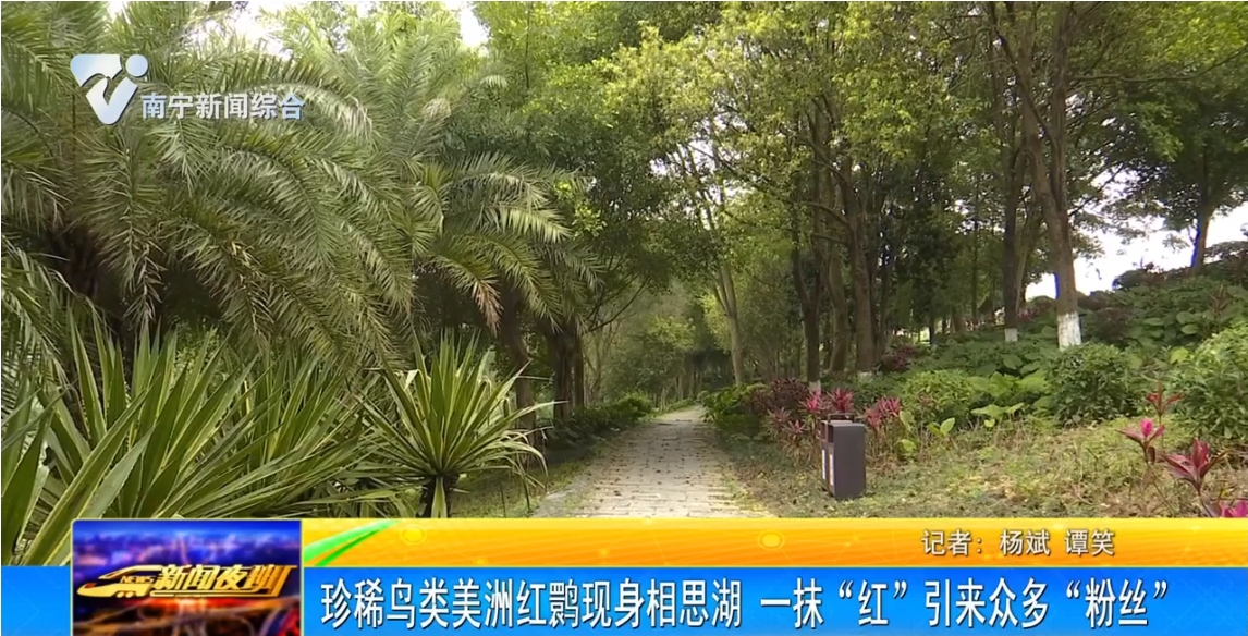 珍稀鳥類美洲紅鹮現身相思湖 一抹“紅”引來眾多“粉絲” 