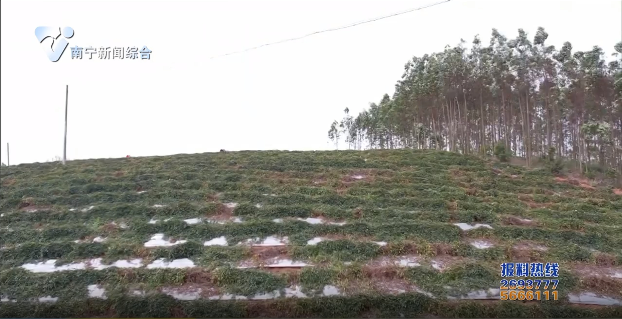 【“鄉(xiāng)”見(jiàn)南寧】 “挖”出產(chǎn)業(yè)旺 “勸”出好鄉(xiāng)風(fēng) “搶”出民俗熱