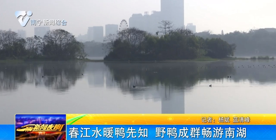 春江水暖鴨先知  野鴨成群暢游南湖