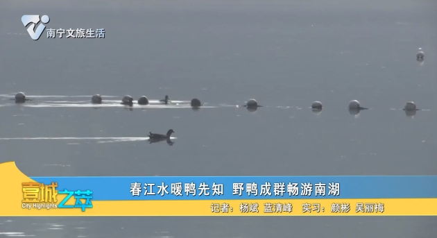 春江水暖鸭先知 野鸭成群畅游南湖