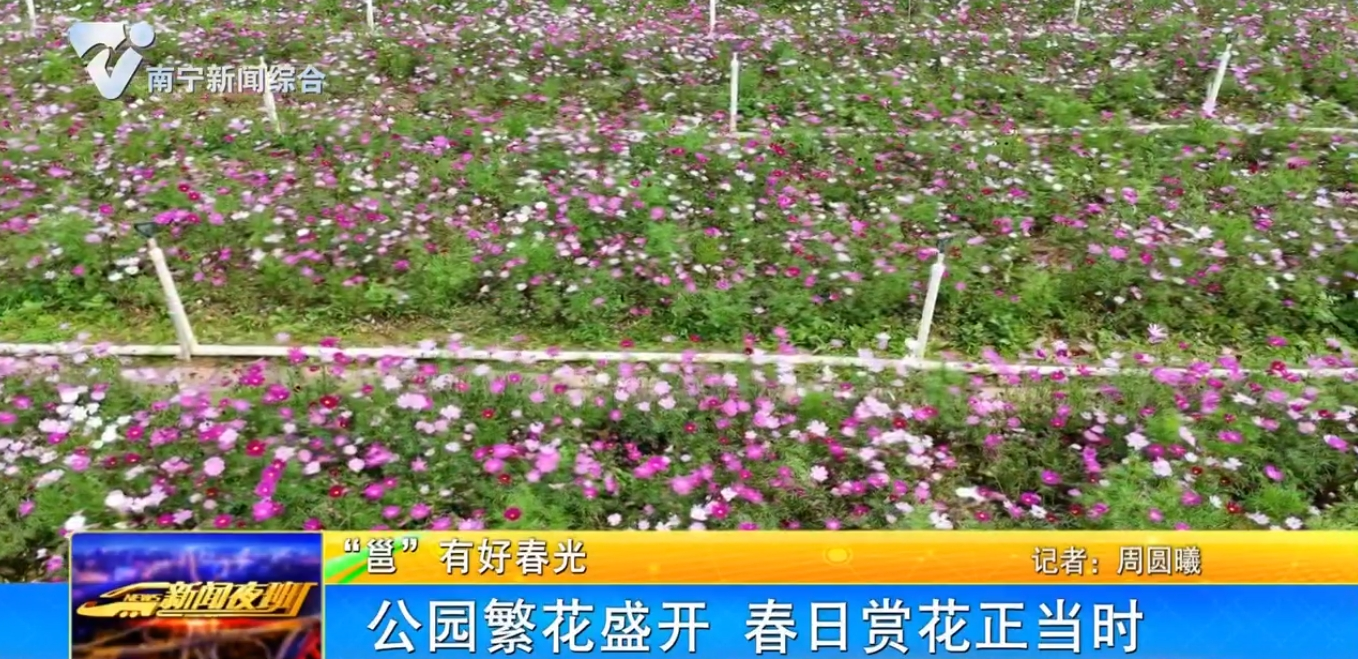 【“邕”有好春光】公園繁花盛開 春日賞花正當時 