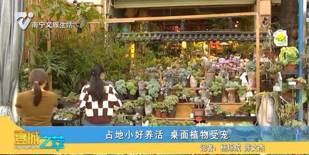 占地小好养活 桌面植物受宠