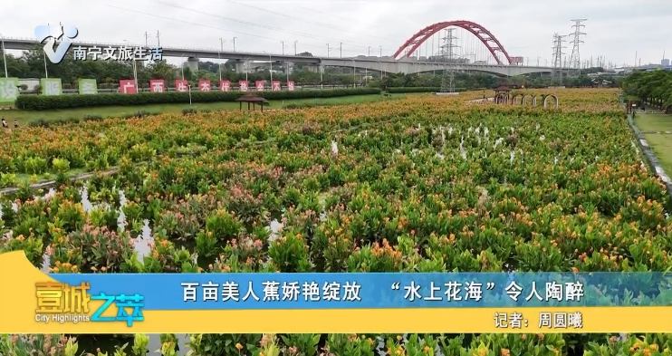 百亩美人蕉娇艳绽放 “水上花海”令人陶醉