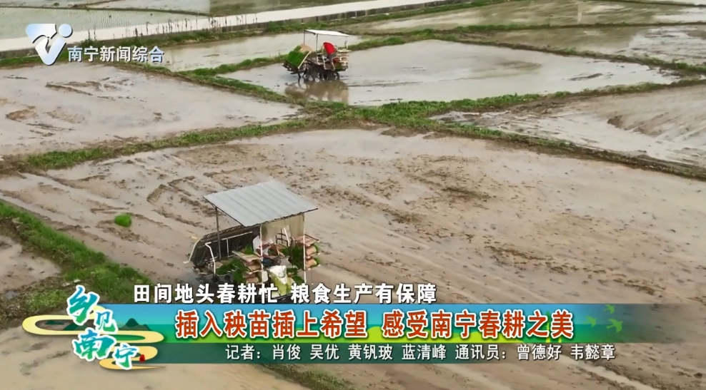 【田间地头春耕忙 粮食生产有保障】插入秧苗插上希望 感受南宁春耕之美