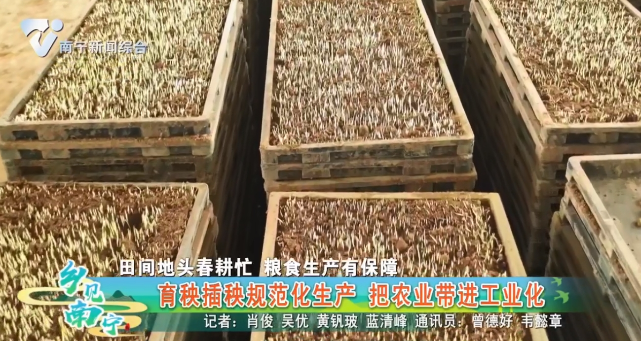 【田间地头春耕忙 粮食生产有保障】育秧插秧规范化生产 把农业带进工业化