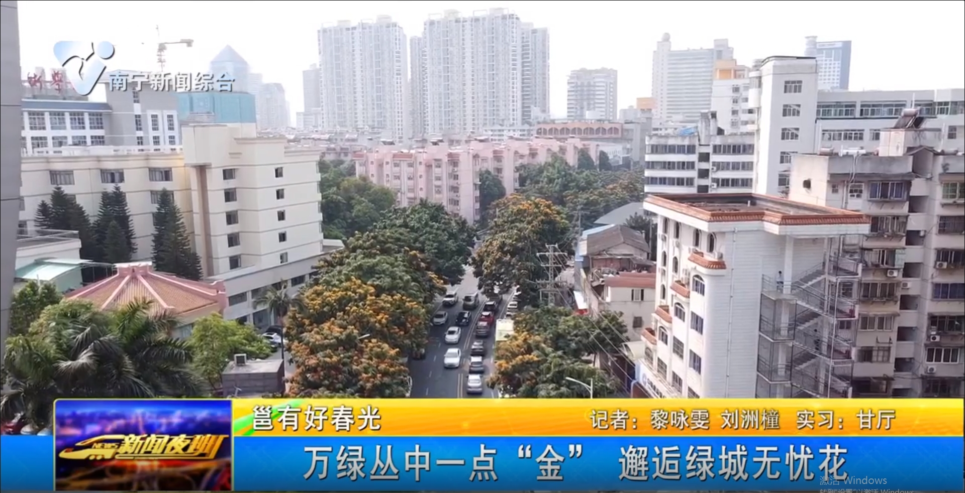 【邕有好春光】萬(wàn)綠叢中一點(diǎn)“金” 邂逅綠城無(wú)憂花