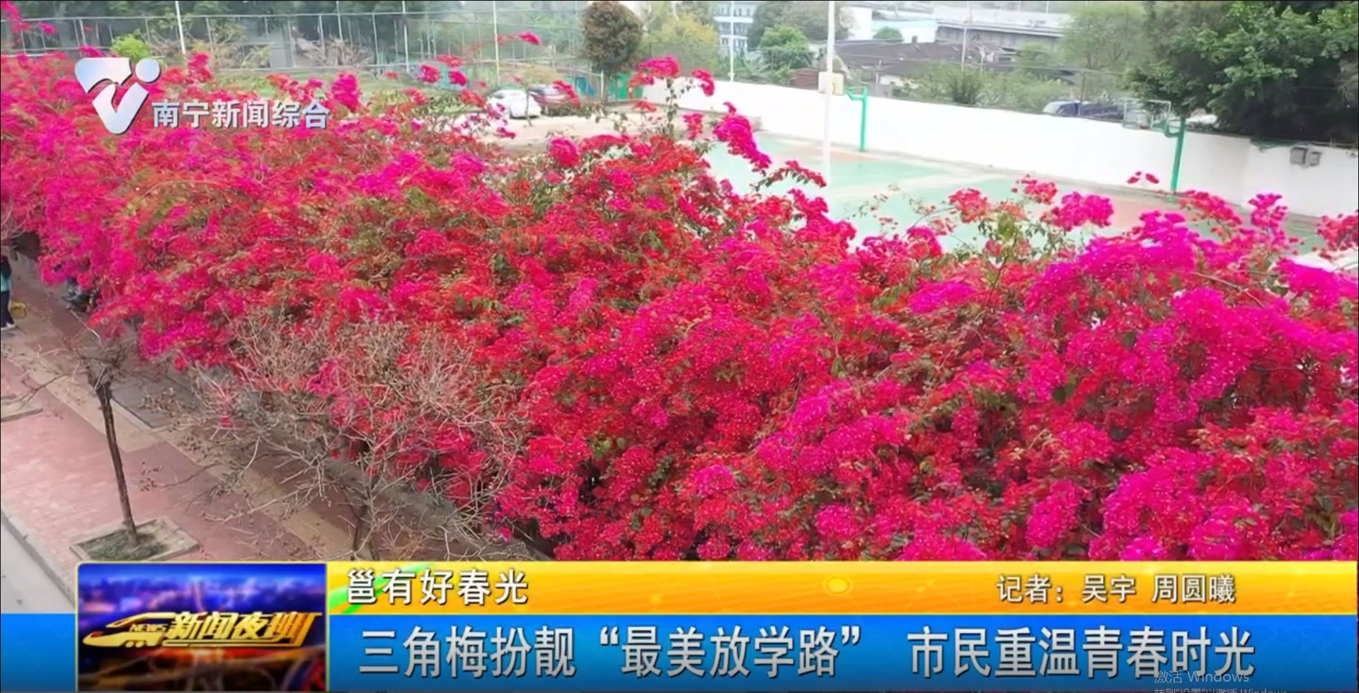 【邕有好春光】三角梅扮靚“最美放學(xué)路” 市民重溫青春時(shí)光