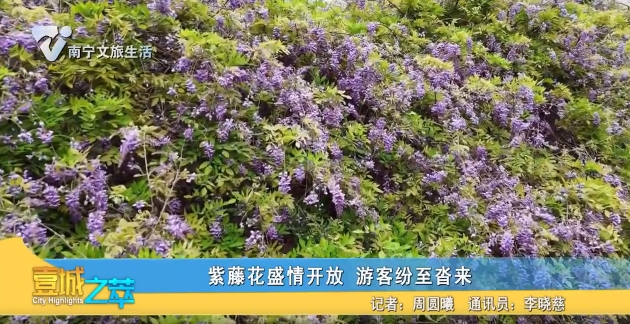 紫藤花盛情开放 游客纷至沓来