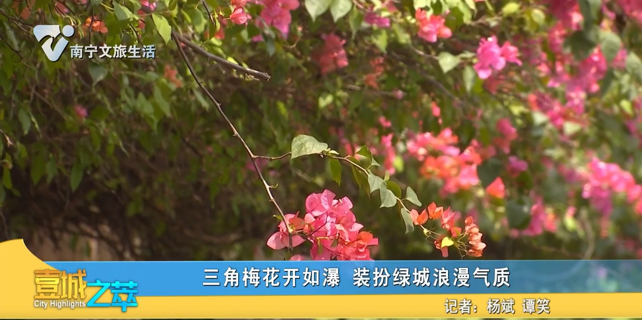 三角梅花开如瀑 装扮绿城浪漫气质