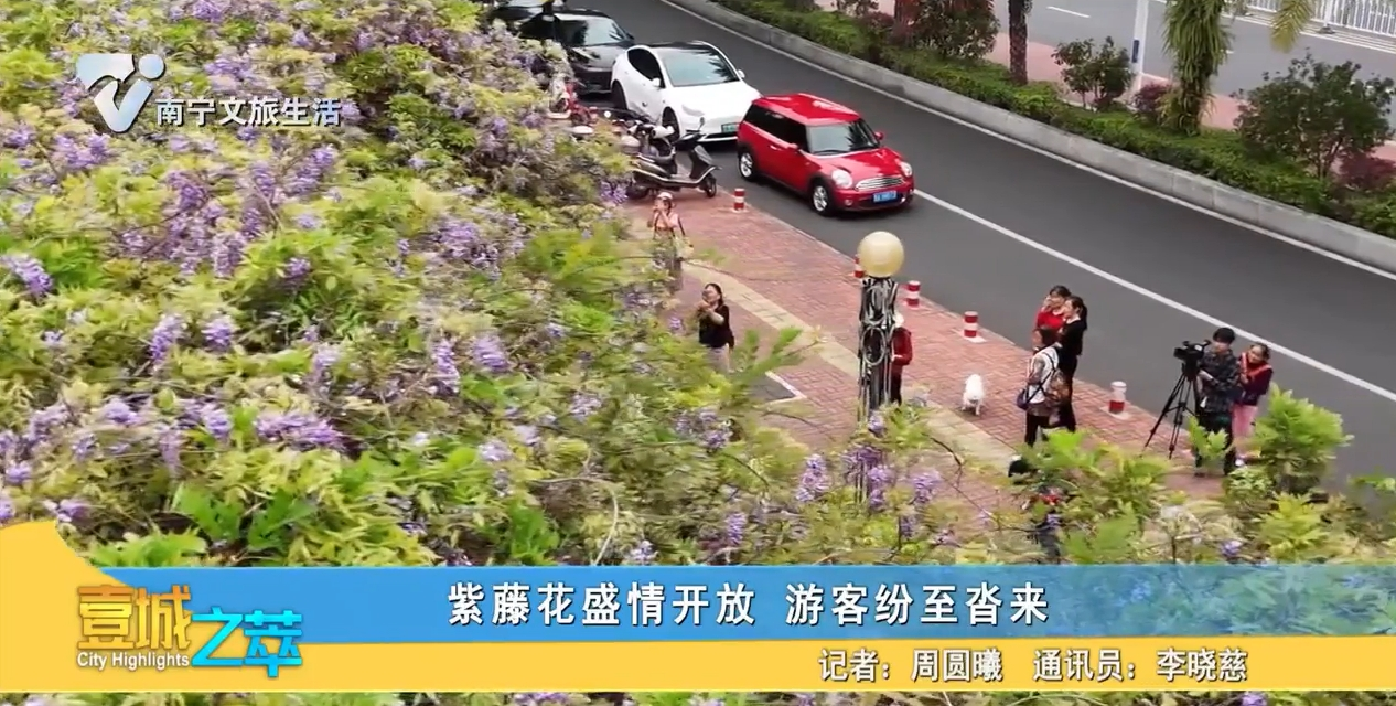 紫藤花盛情开放 游客纷至沓来
