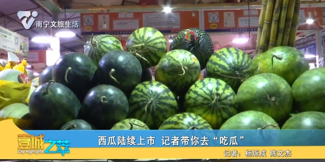 西瓜陆续上市 记者带你去“吃瓜”