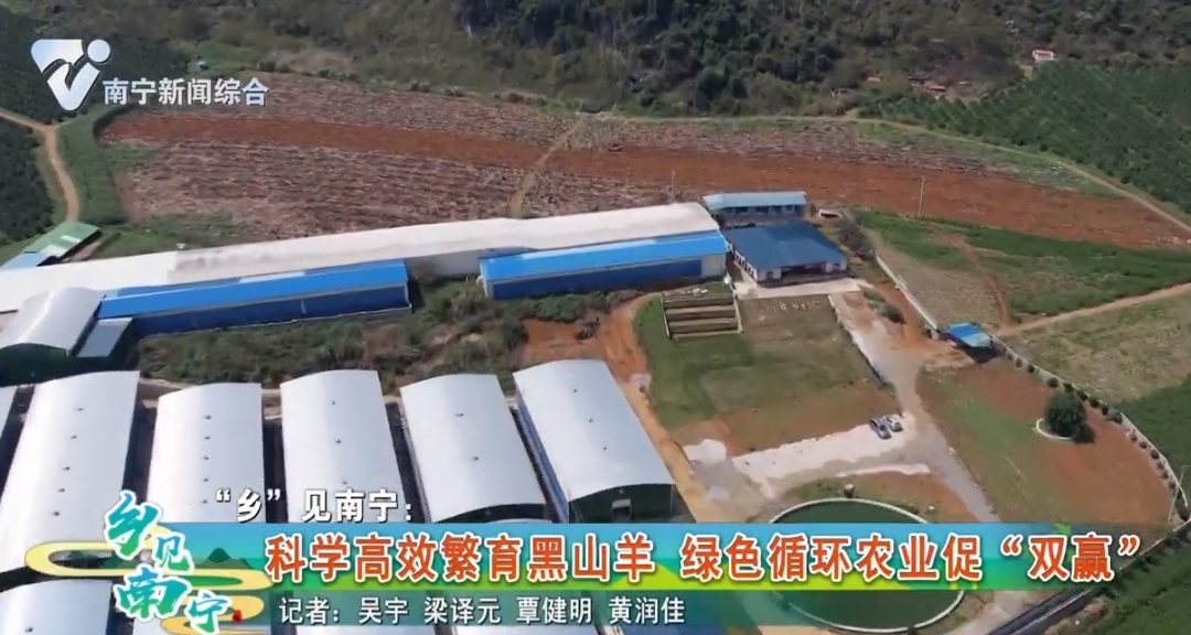 【“乡”见南宁】：科学高效繁育黑山羊 绿色循环农业促“双赢”