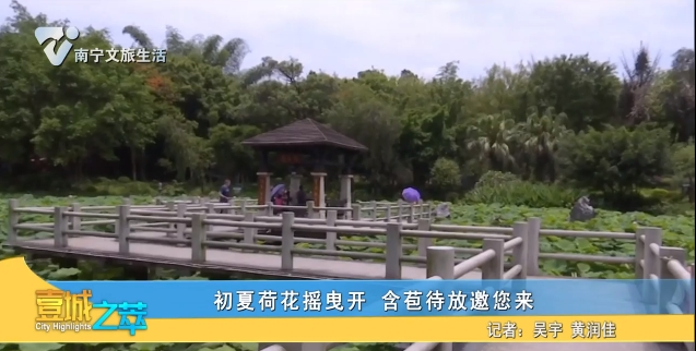 初夏荷花摇曳开 含苞待放邀您来