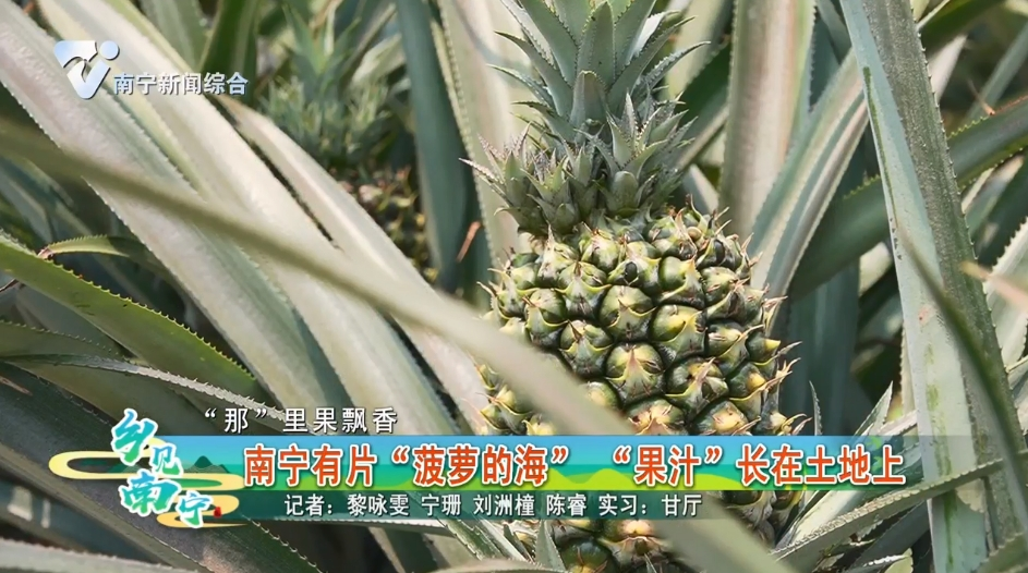 【“那”里果飘香】南宁有片“菠萝的海” “果汁”长在土地上