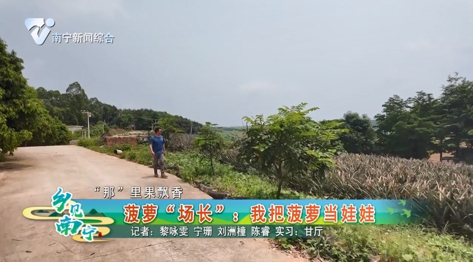 【“那”里果飘香】菠萝“场长”：我把菠萝当娃娃