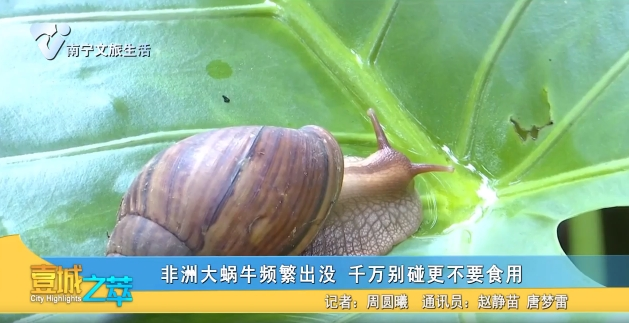 非洲大蜗牛频繁出没 千万别碰更不要食用