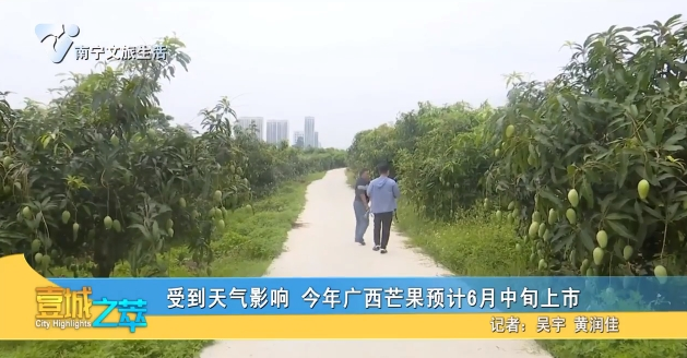 受天气影响 今年广西芒果预计6月中旬上市