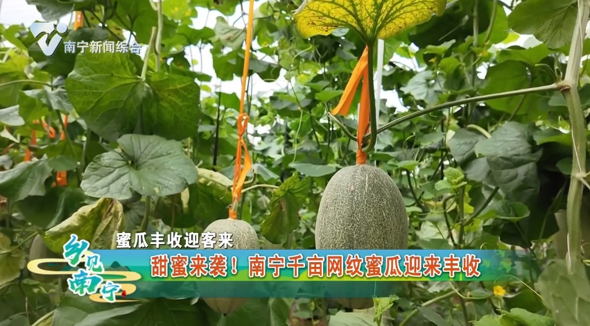 【蜜瓜丰收迎客来】甜蜜来袭！南宁千亩网纹蜜瓜迎来丰收