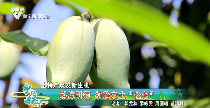 【土特产焕发新生机】科技引领 打造本土“桂七”