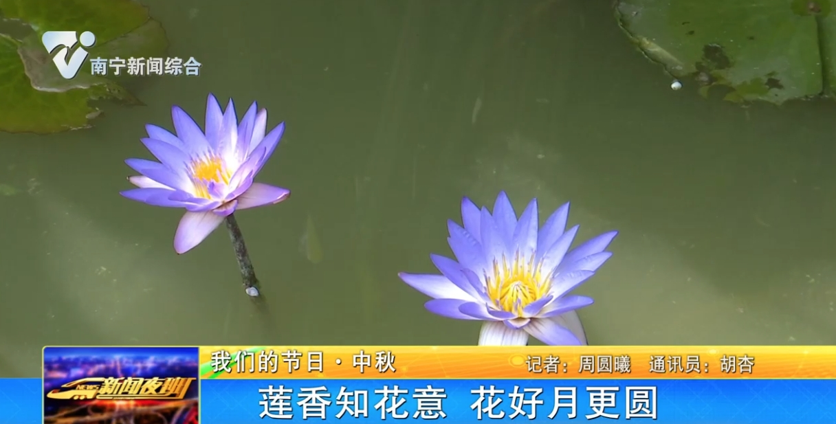 【我们的节日·中秋】莲香知花意 花好月更圆