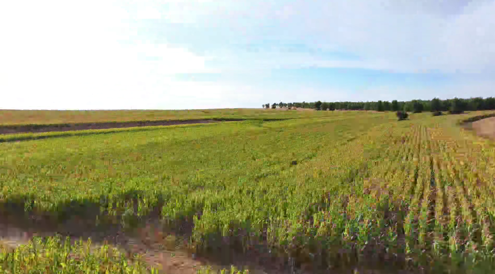 【中国—东盟视听周】小村大事总宣传片