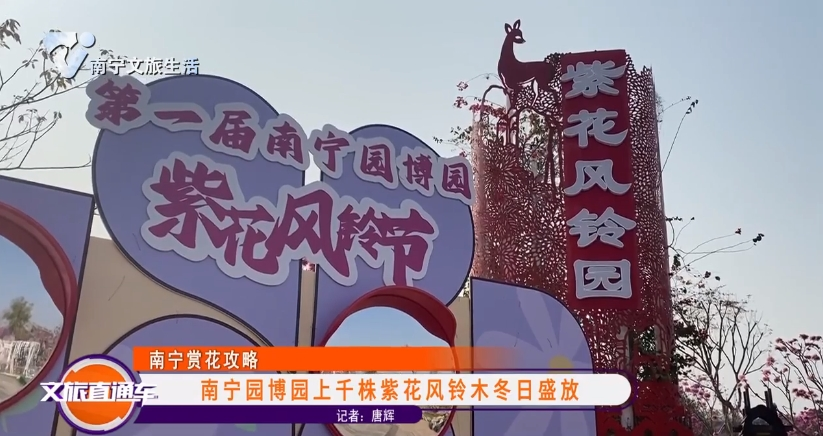 【南宁赏花攻略】南宁园博园上千株紫花风铃木冬日盛放