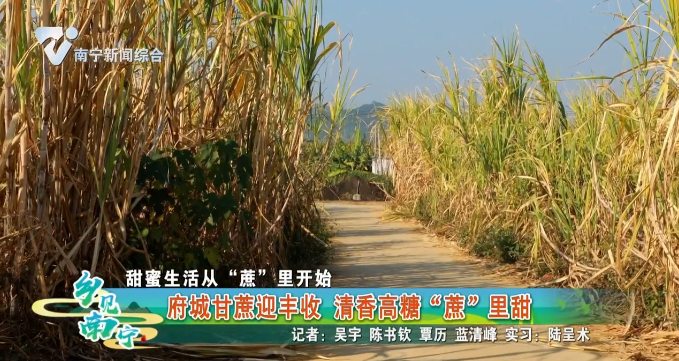 【甜蜜生活从“蔗”里开始】府城甘蔗迎丰收 清香高糖“蔗”里甜