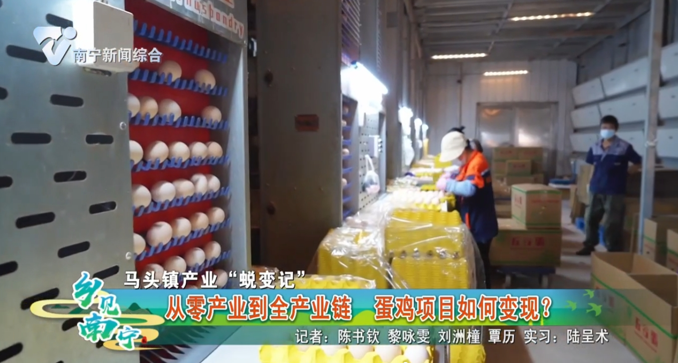 【马头镇产业“蜕变记”】从零产业到全产业链 蛋鸡项目如何变现?
