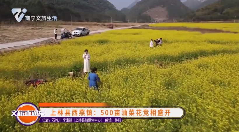 上林县西燕镇：500亩油菜花竞相盛开